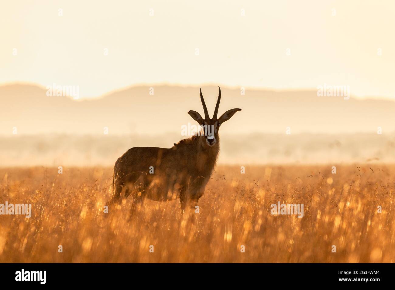 Roan (Hippotragus equinus), Naturschutzgebiet Dronfield, Nordkap, Südafrika Stockfoto
