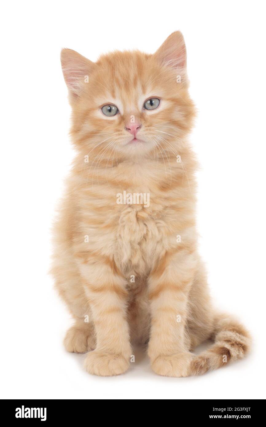 Kleine rot gestromte Kätzchen Stockfoto