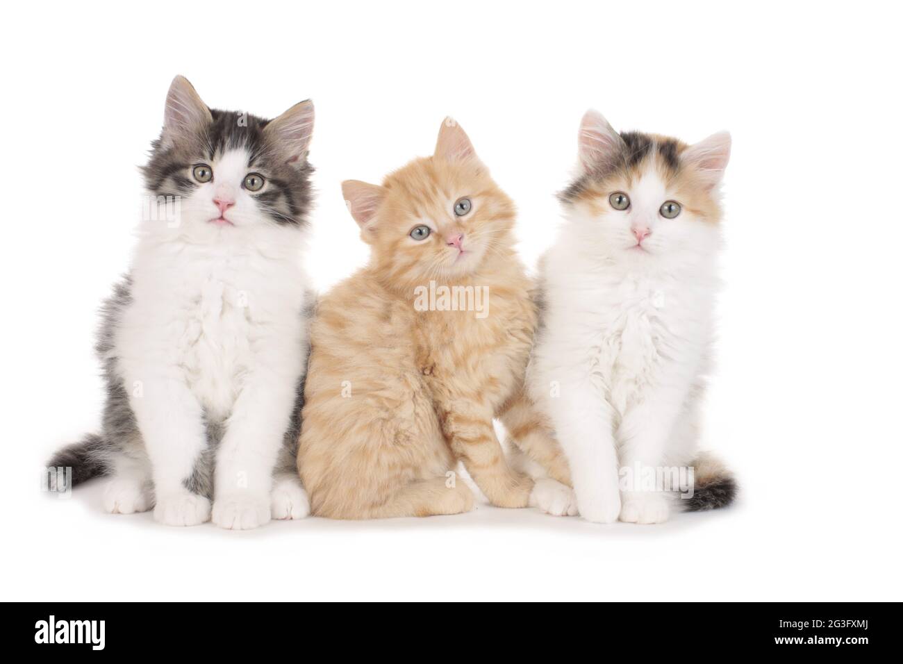 Drei kleine Kätzchen Stockfoto