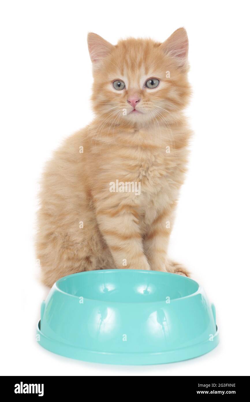 Kleine Katze, die hinter einer Schüssel sitzt Stockfoto