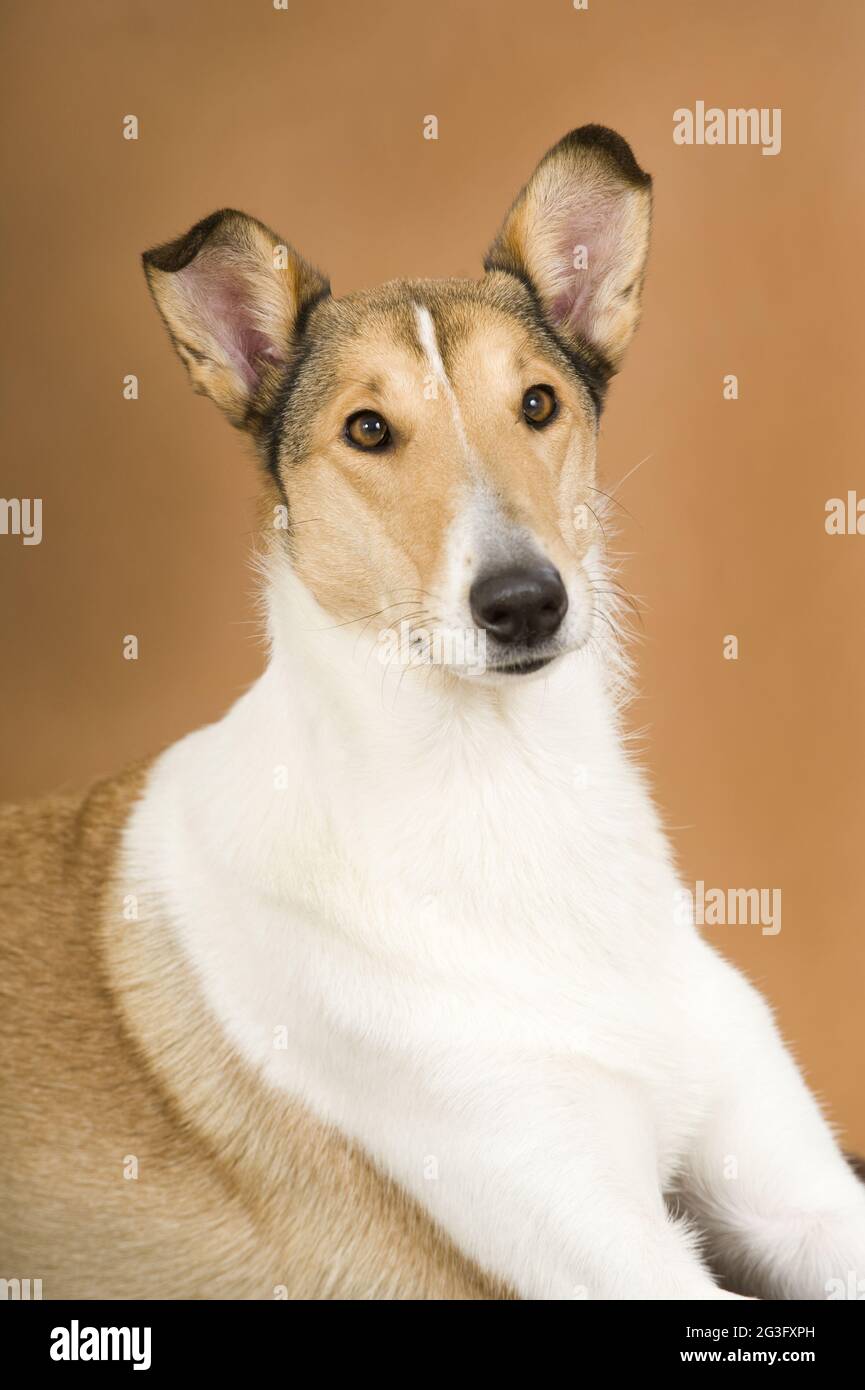 Amerikanische Collie Kurzhaar Stockfoto