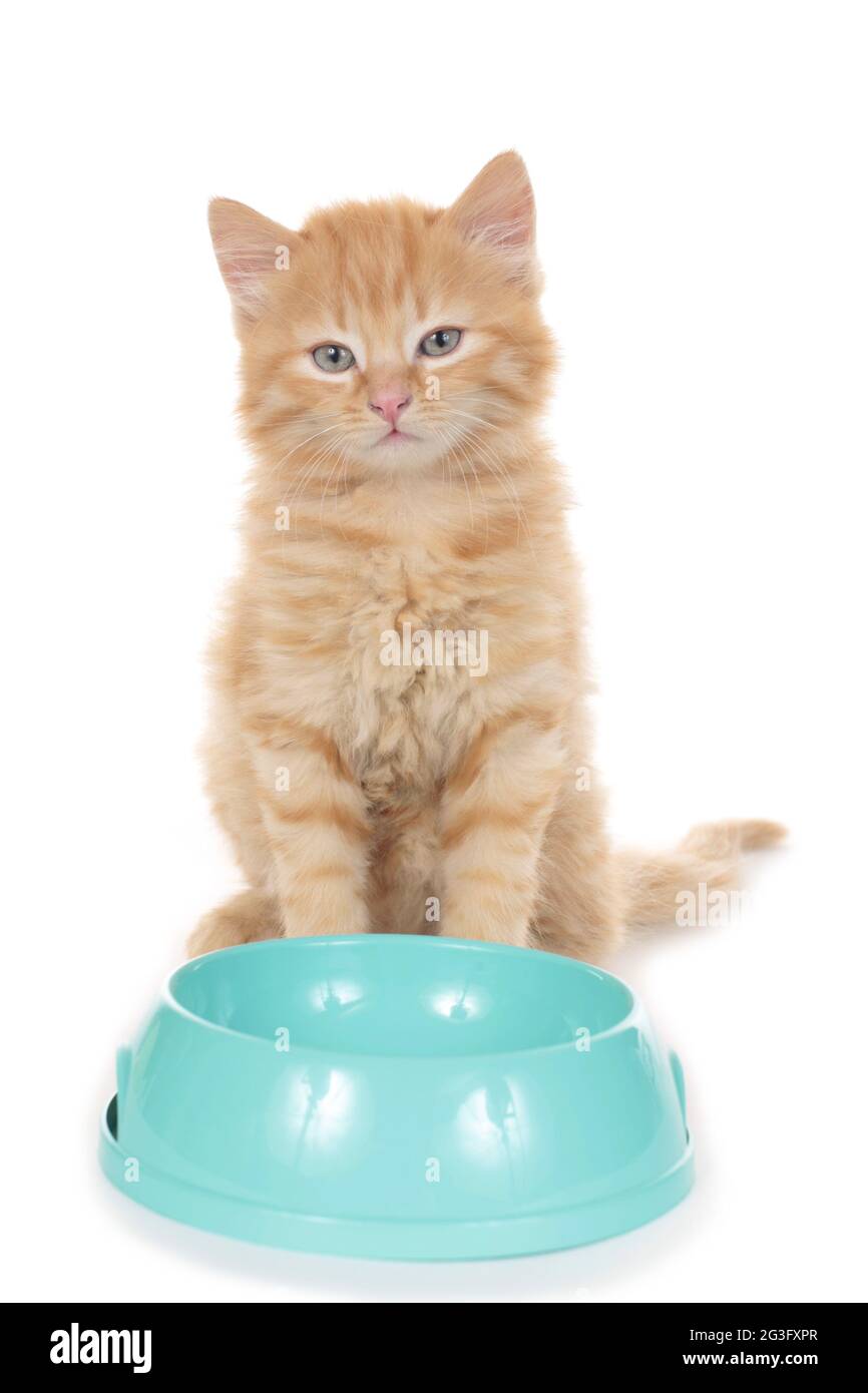 Kleine Katze, die hinter einer Schüssel sitzt Stockfoto