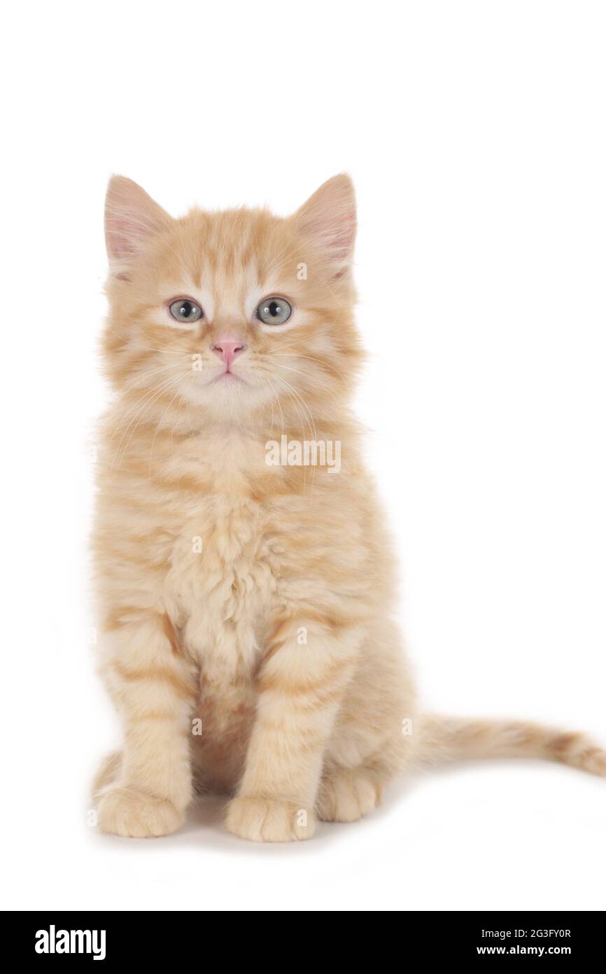 Kleine rot gestromte Kätzchen Stockfoto