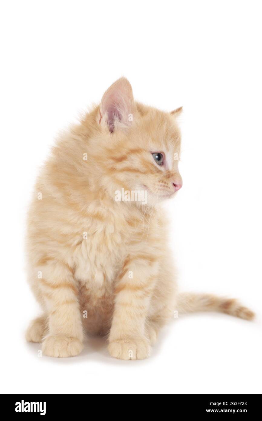 Kleine rot gestromte Kätzchen, die seitwärts schauen Stockfoto