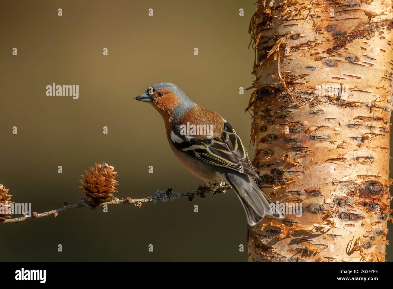 Buchfink-Männchen, das im Frühjahr in Schottland auf einem Zweig mit Kiefernzapfen aus der Nähe thront Stockfoto