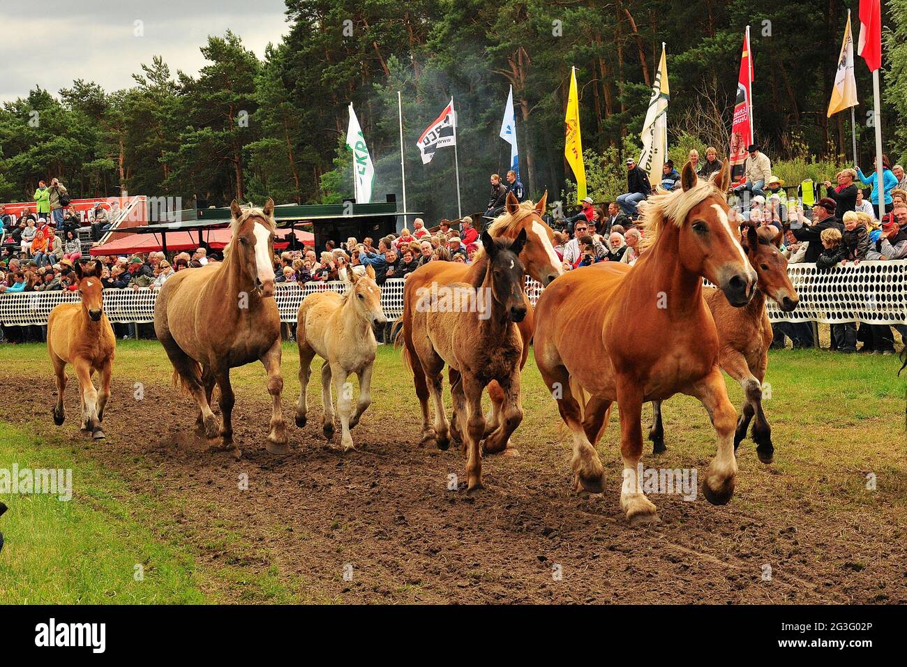 Cold blooded Pferde in Deutschland Stockfoto