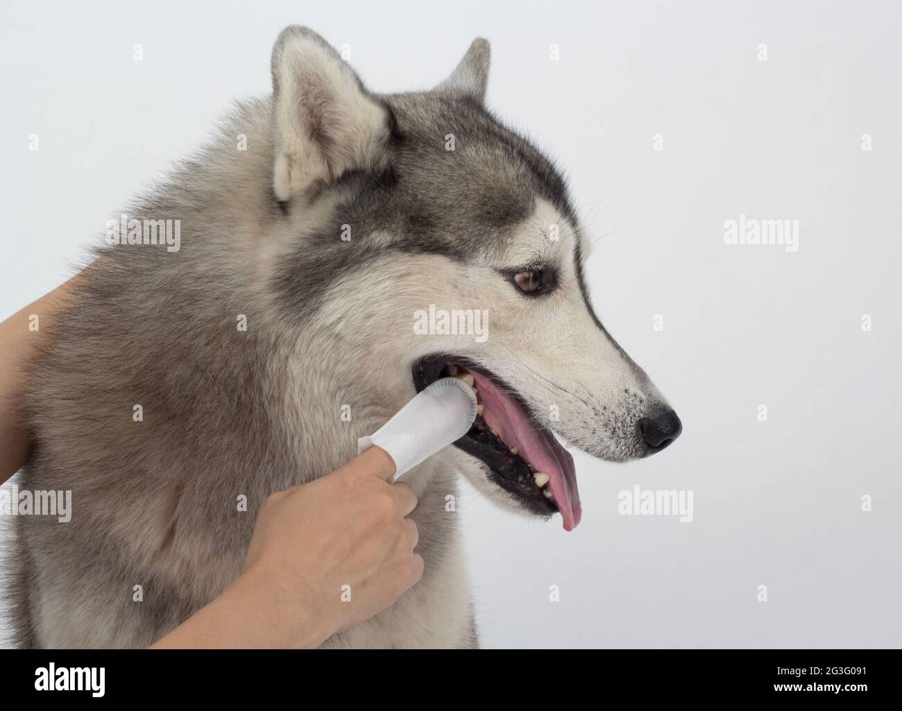 Die Zahnreinigung der Hunde mit zahnärztlichen Fingertüchern hilft Plaque zu reduzieren und die Atmung zu erfrischen. Gesundheitskonzept für Haustiere Stockfoto