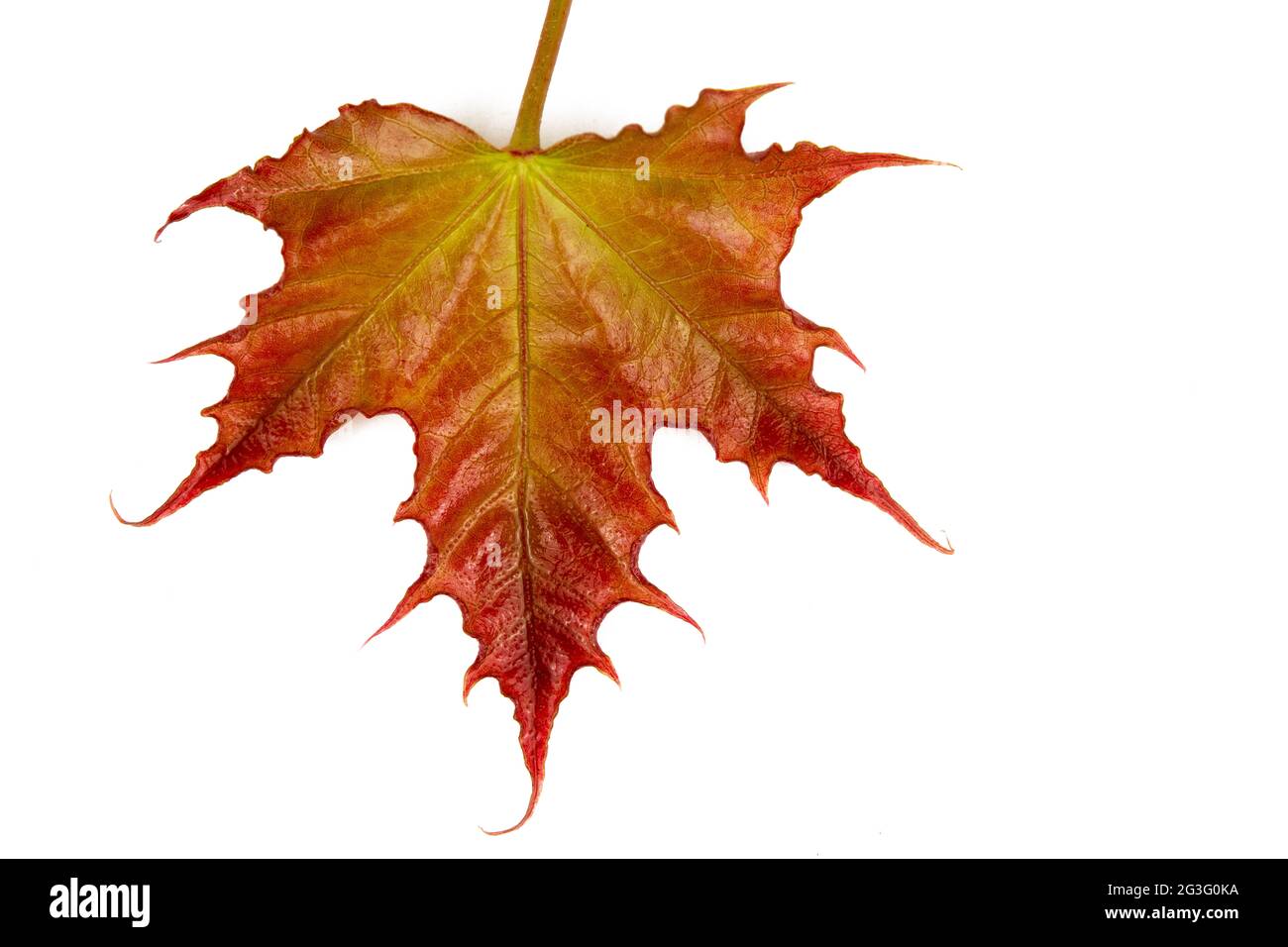 Isoliertes frisches Ahornblatt Stockfoto