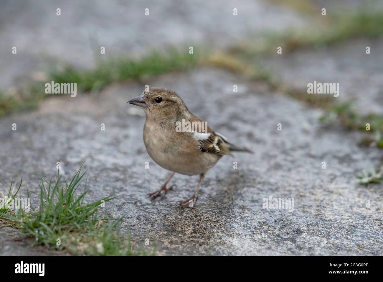 Buchfink Weibchen auf Pflaster, aus der Nähe, in Schottland im Frühjahr gehockt Stockfoto