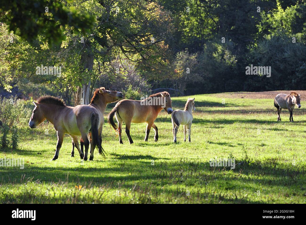 Przewalski-Pferd (Equus ferus przewalskii) Stockfoto