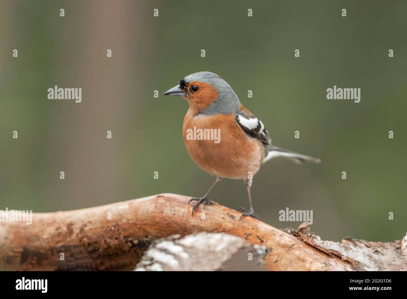 Buchfink-Männchen, das im Frühjahr in Schottland auf einem Ast aus der Nähe thront Stockfoto