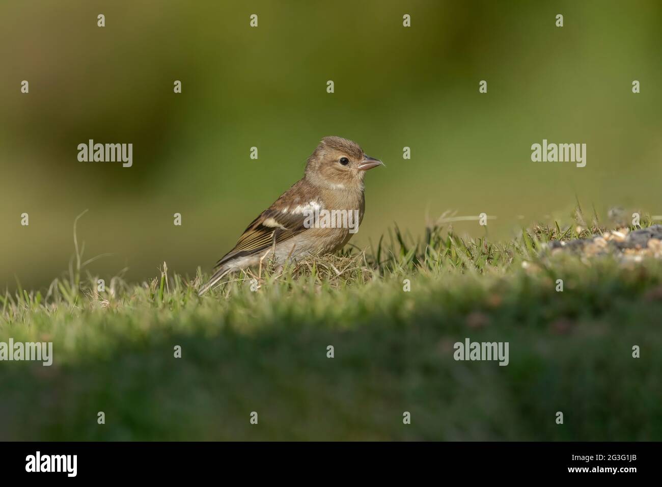 Buchfink Weibchen auf dem Gras, aus der Nähe, in Schottland im Sommer Stockfoto