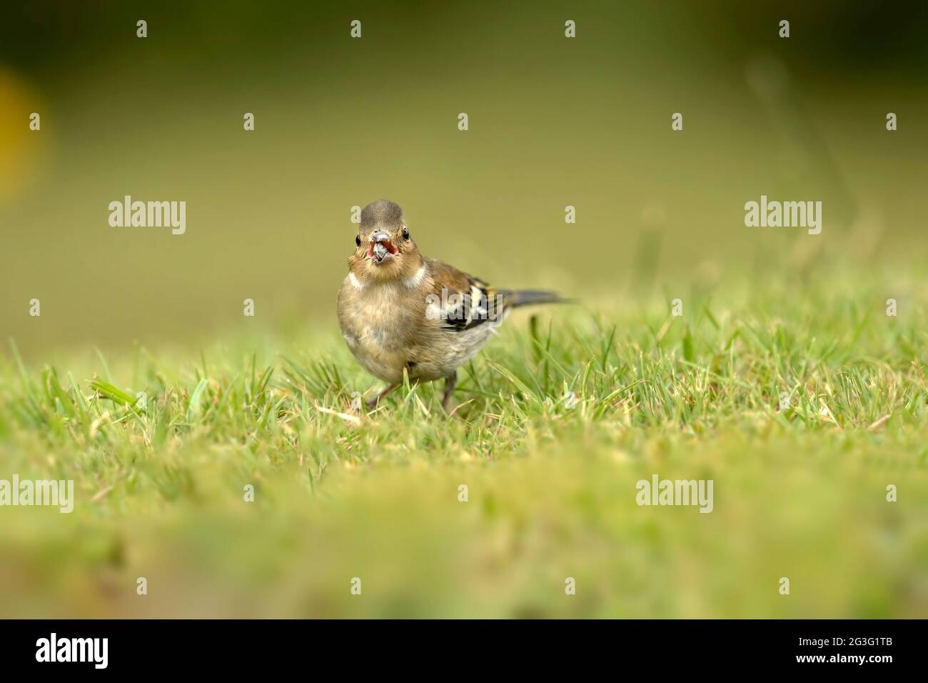 Buchfink Weibchen auf dem Gras, aus der Nähe, in Schottland im Sommer, essen Stockfoto