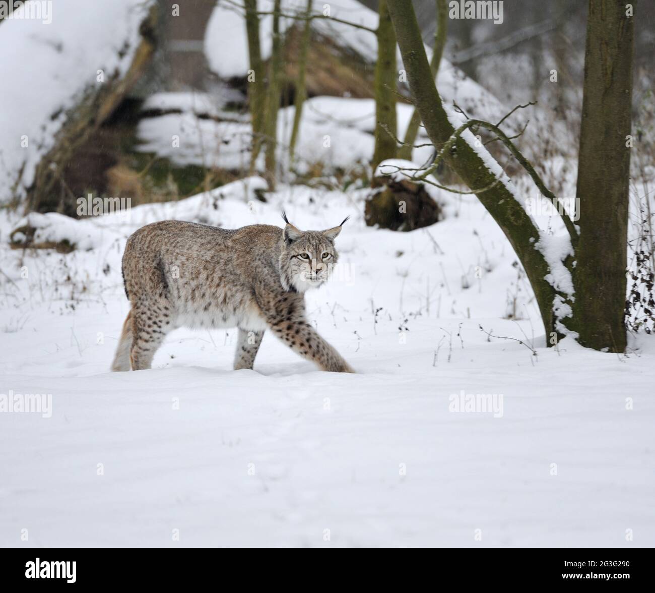 Der Luchs (Felis lynx) im Winter Stockfoto