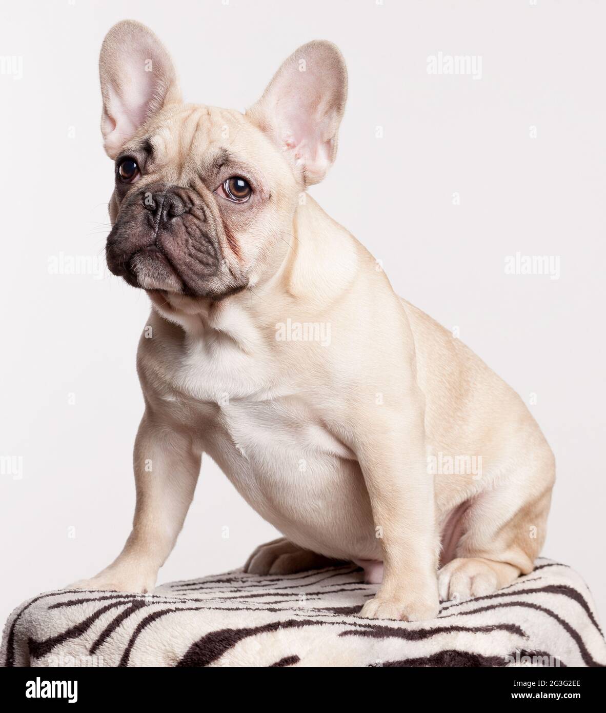 Braune Französisch Bulldogge Welpen Stockfoto