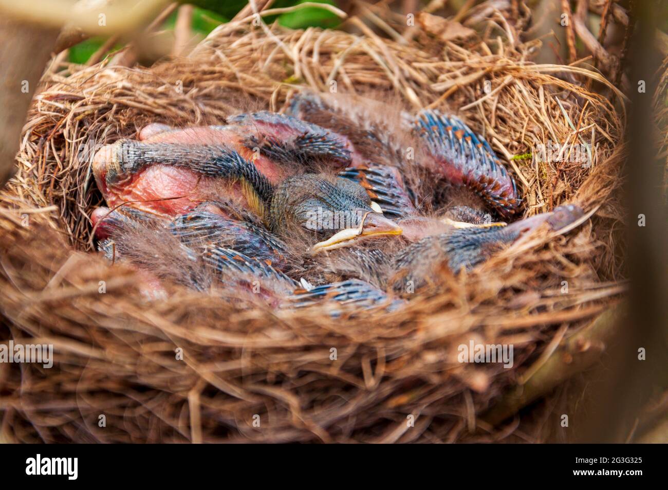 Mehrere Amsel-Hikes schlafen im Nest. Stockfoto