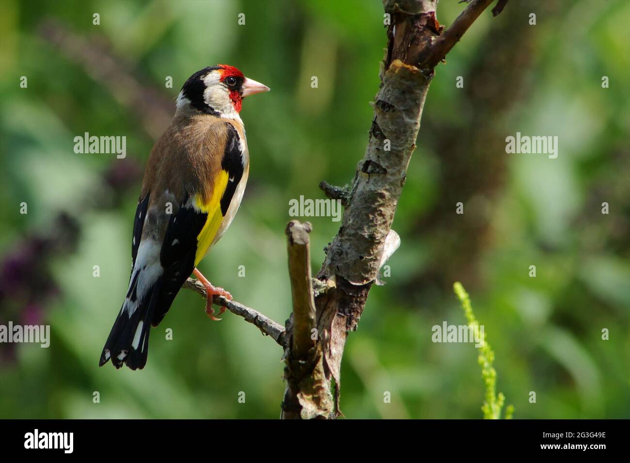 Europäische Stieglitz Stockfoto