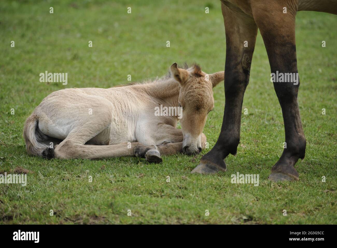 Przewalski-Pferd (Equus ferus przewalskii) mit Fohlen Stockfoto