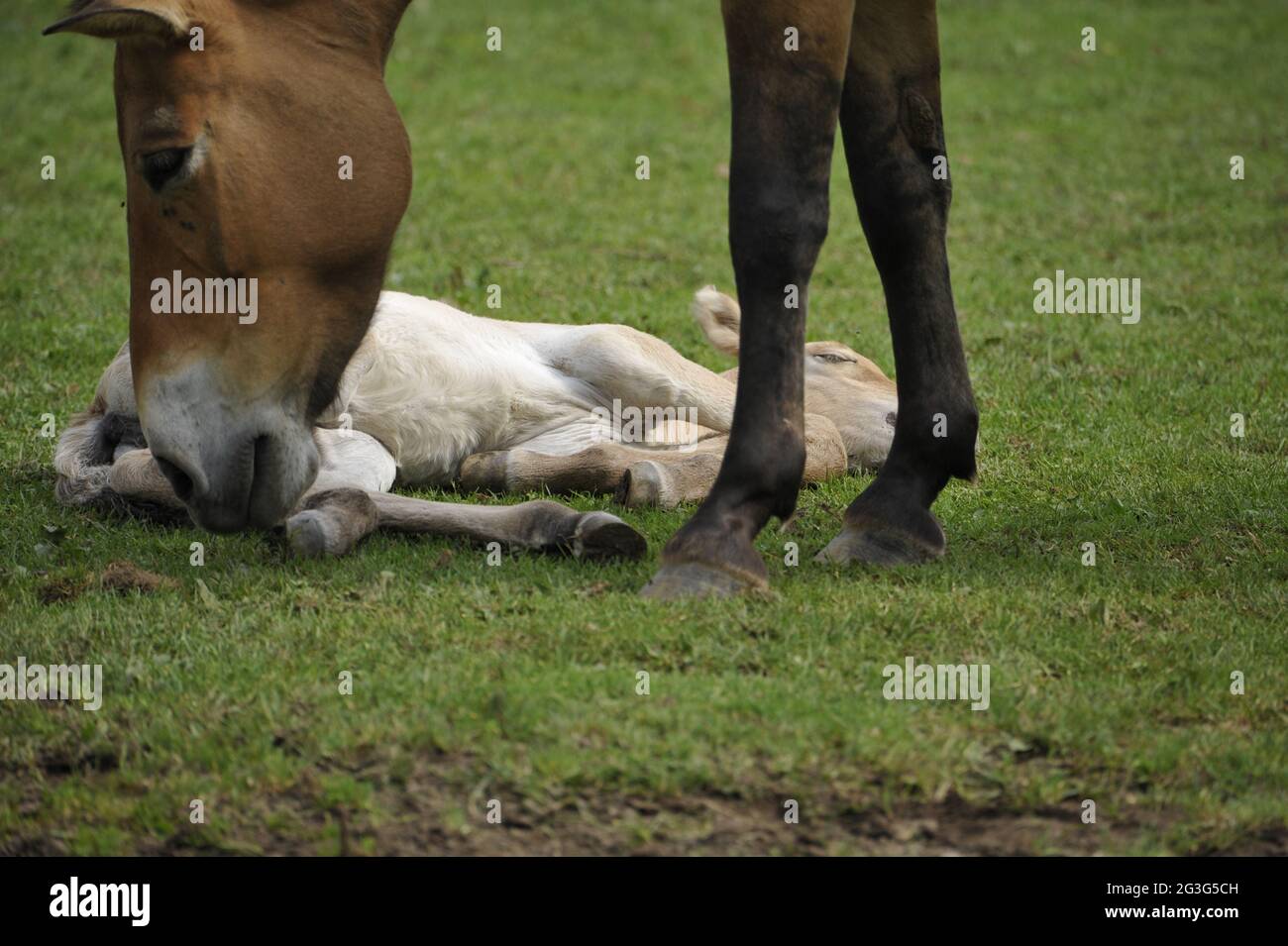 Przewalski-Pferd (Equus ferus przewalskii) mit Fohlen Stockfoto