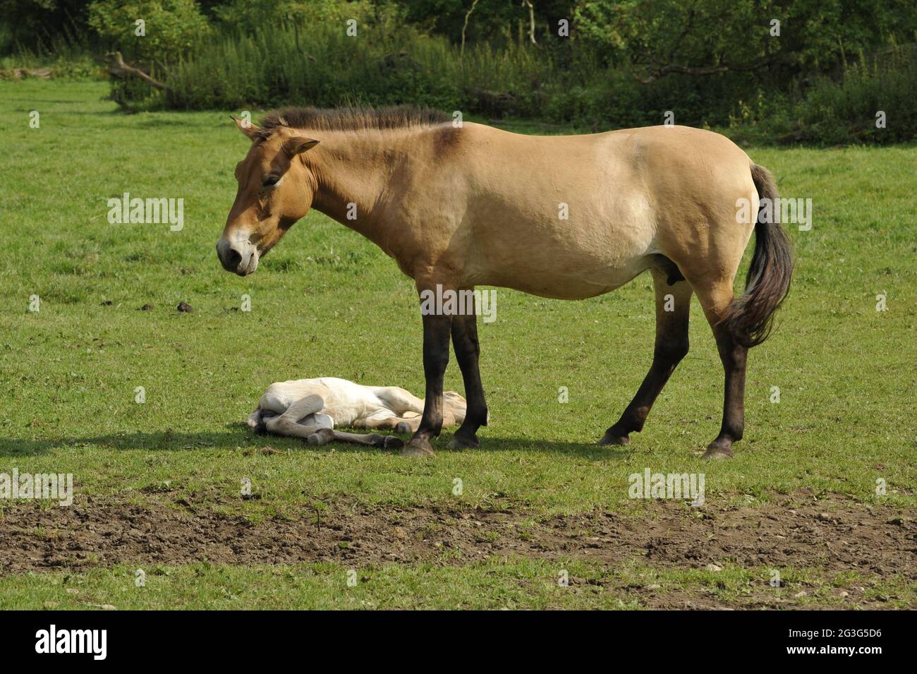 Przewalski-Pferd (Equus ferus przewalskii) mit Fohlen Stockfoto