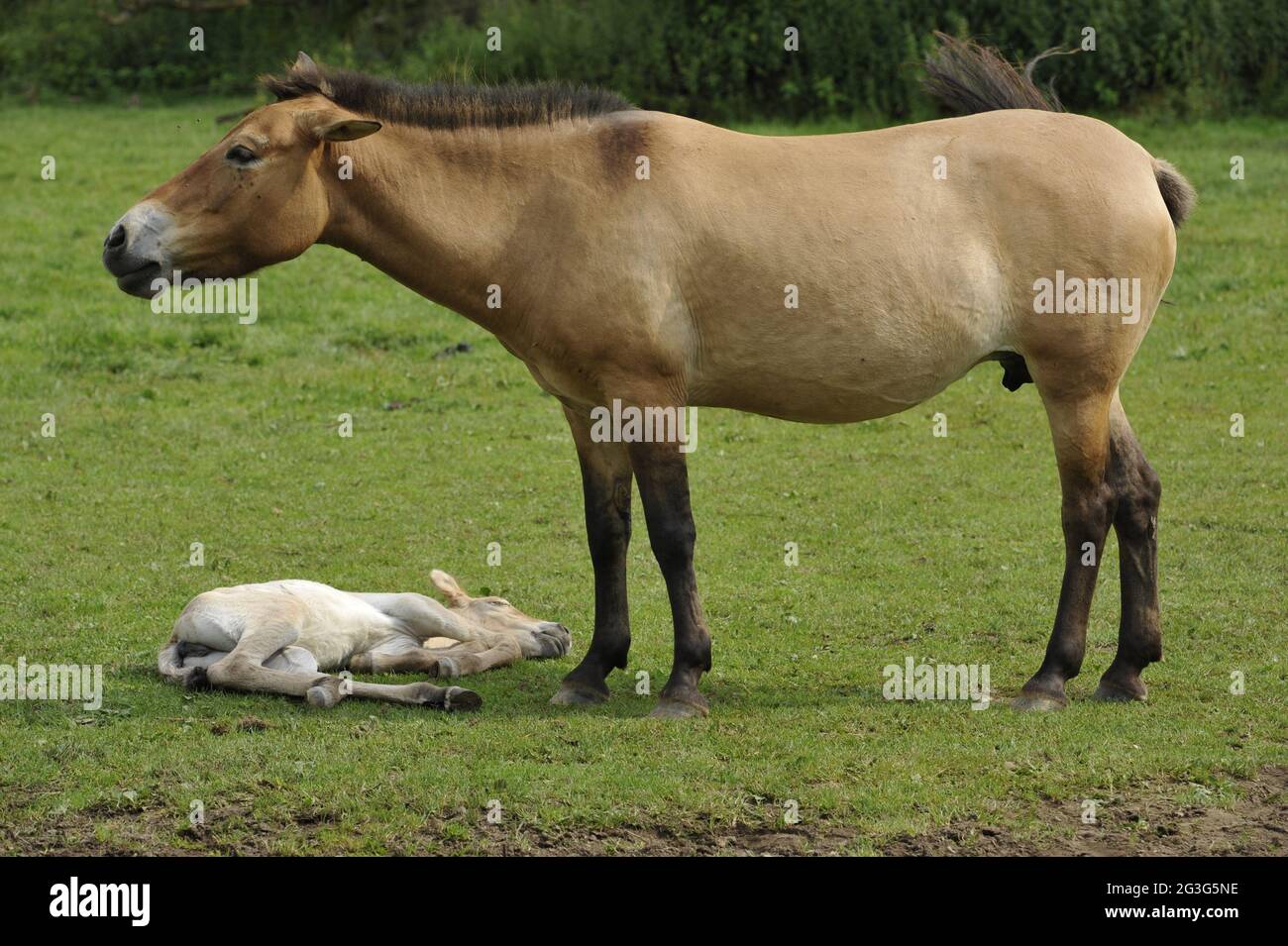 Przewalski-Pferd (Equus ferus przewalskii) mit Fohlen Stockfoto