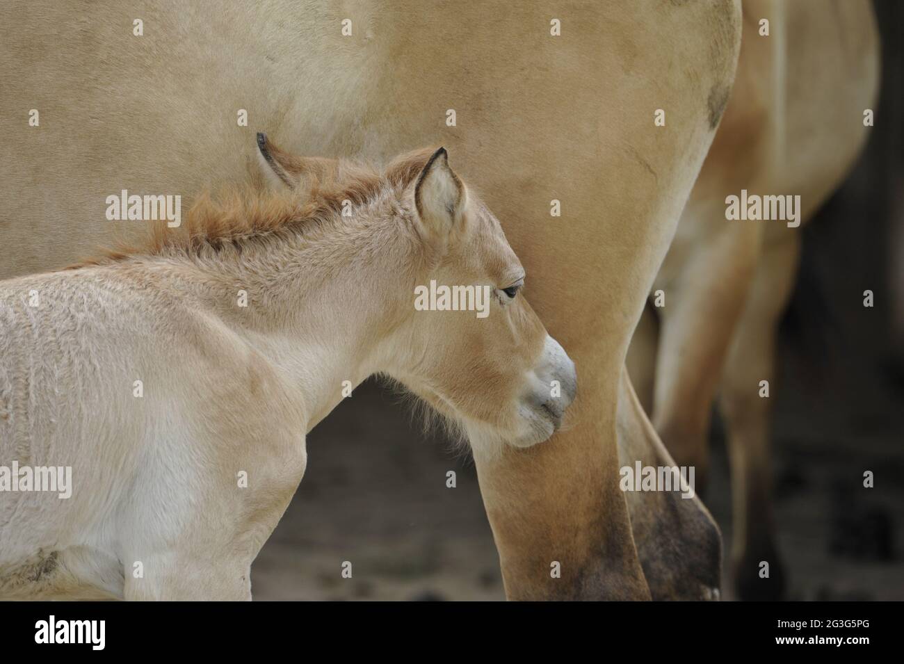 Przewalskis Pferd (Equus ferus przewalskii) Stute mit Spanferdenfohlen Stockfoto