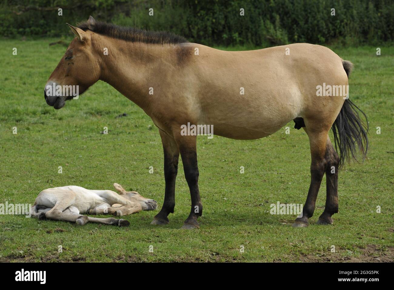 Przewalski-Pferd (Equus ferus przewalskii) mit Fohlen Stockfoto