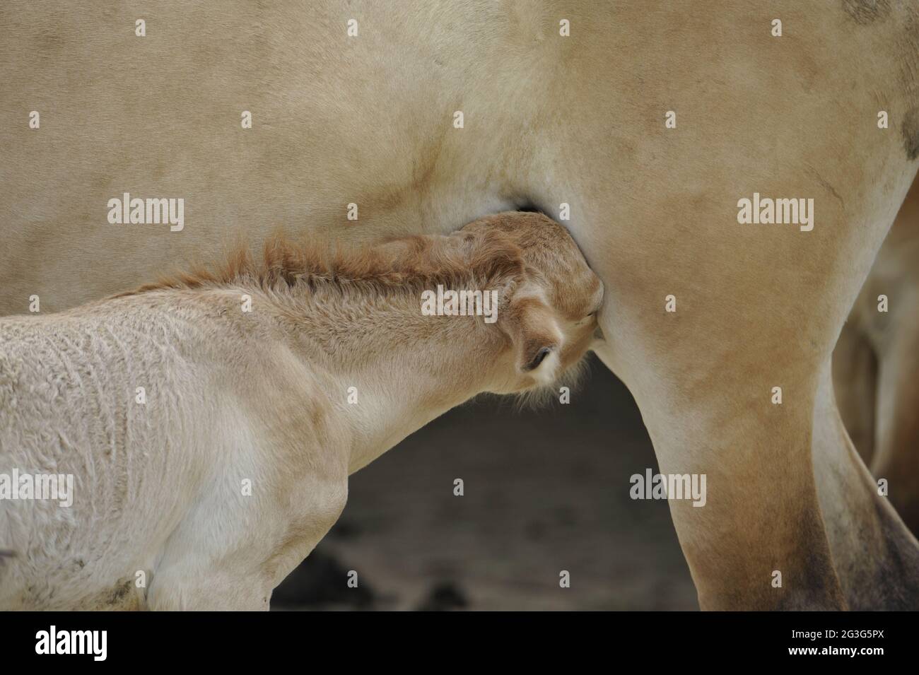 Przewalskis Pferd (Equus ferus przewalskii) Stute mit Spanferdenfohlen Stockfoto