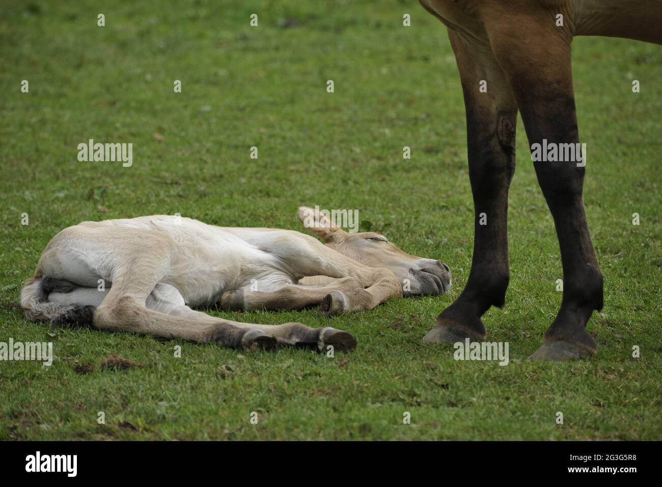 Przewalski-Pferd (Equus ferus przewalskii) mit Fohlen Stockfoto