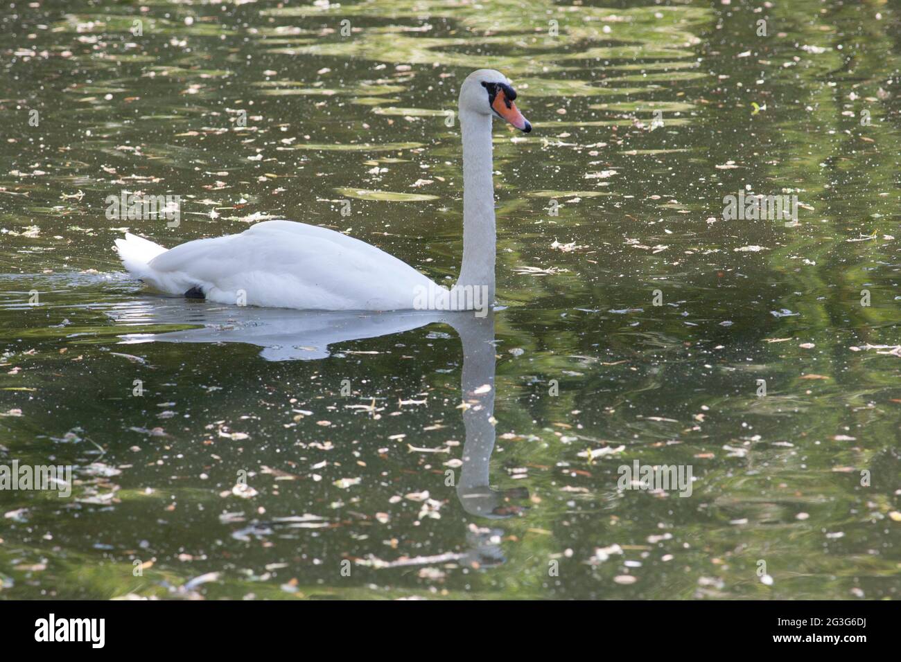 Wetter in Großbritannien, London: Am heißesten Tag des Jahres, an dem die Temperaturen voraussichtlich 29 Grad Celsius erreichen werden, nutzen Londoners Regent's Park, um sich abzukühlen oder die Sonne zu genießen. Einige gehen auf Tretboote, andere mieten sich einen Liegestuhl oder greifen auf eine Bank. Einige sind in Bikinis, andere voll bekleidet und sogar mit Gesichtsmasken im Freien. Eine kühlende Brise macht die Sonne erträglich, aber viele bleiben im Schatten. Anna Watson/Alamy Live News Stockfoto