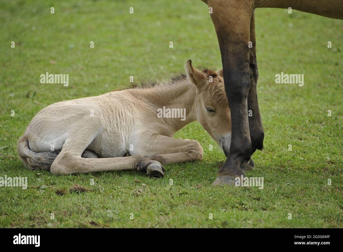 Przewalski-Pferd (Equus ferus przewalskii) mit Fohlen Stockfoto