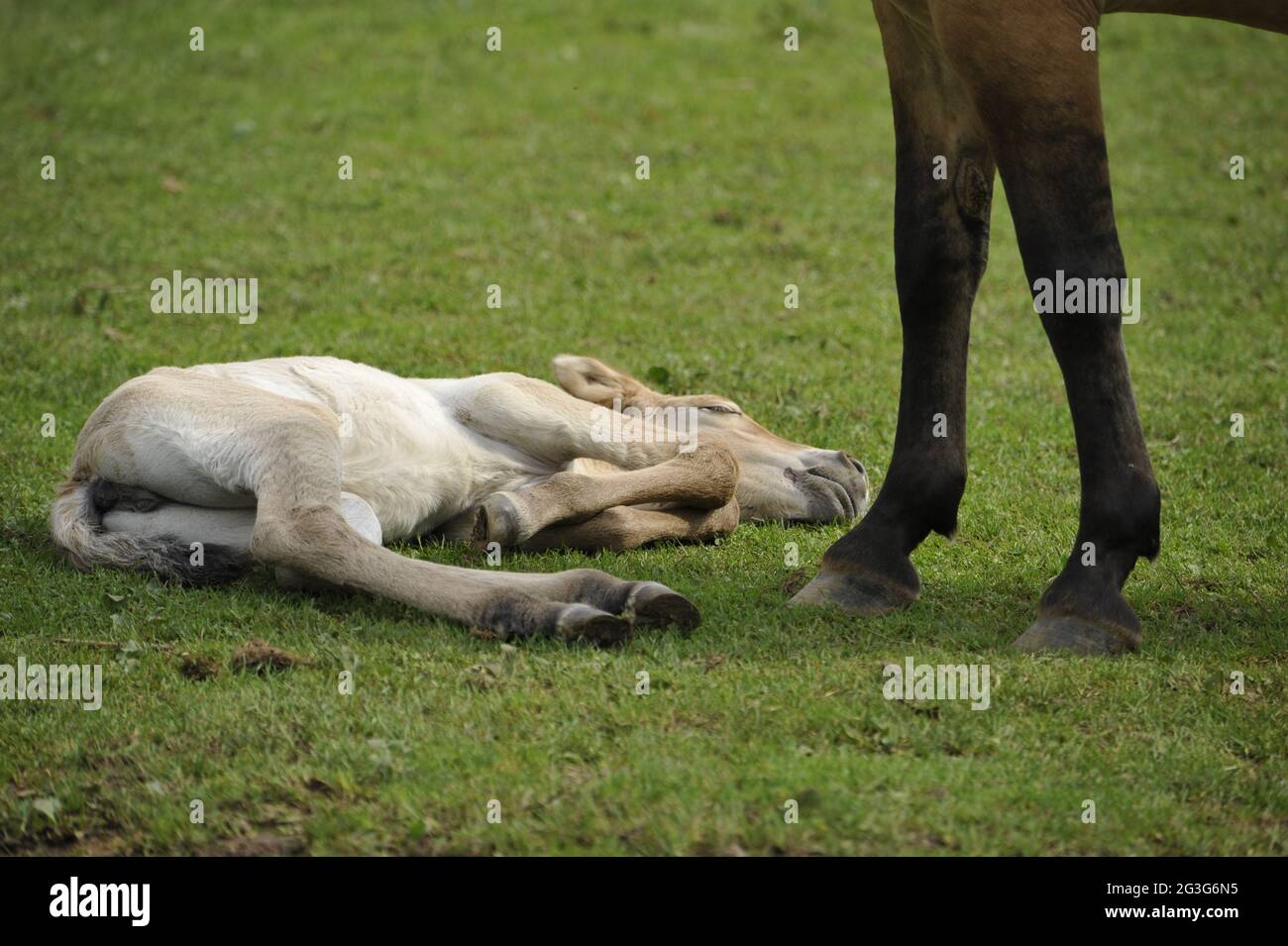 Przewalski-Pferd (Equus ferus przewalskii) mit Fohlen Stockfoto