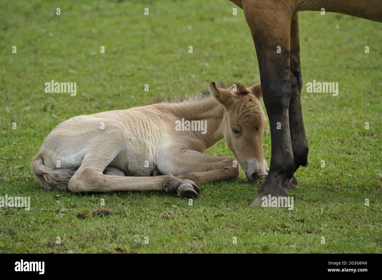 Przewalski-Pferd (Equus ferus przewalskii) mit Fohlen Stockfoto