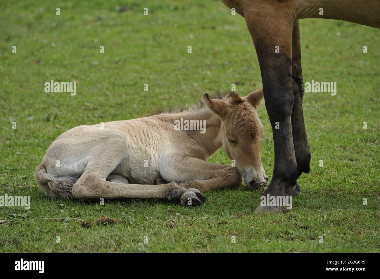 Przewalski-Pferd (Equus ferus przewalskii) mit Fohlen Stockfoto