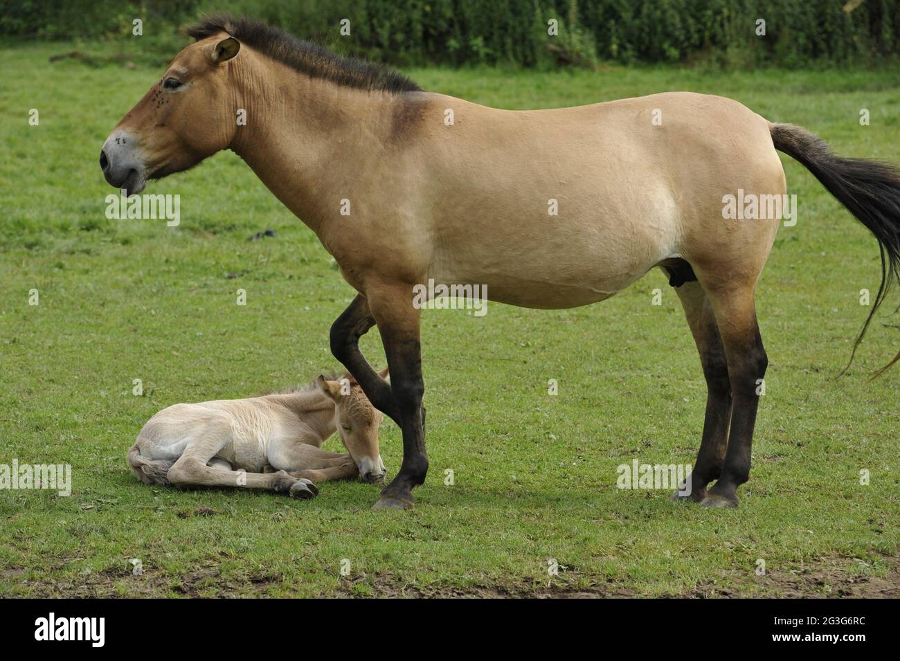 Przewalski-Pferd (Equus ferus przewalskii) mit Fohlen Stockfoto