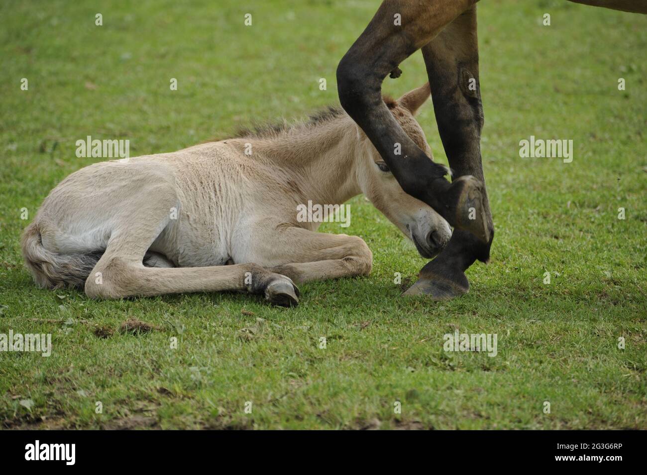Przewalski-Pferd (Equus ferus przewalskii) mit Fohlen Stockfoto