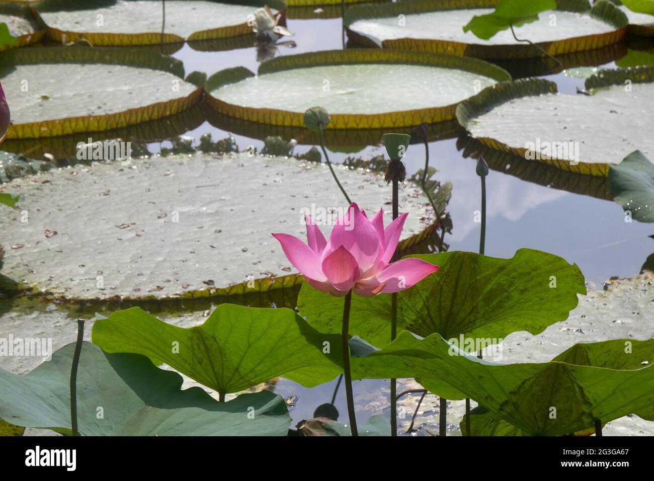 Der Lotus von Bogor Botanischer Garten, Indonesien Stockfoto