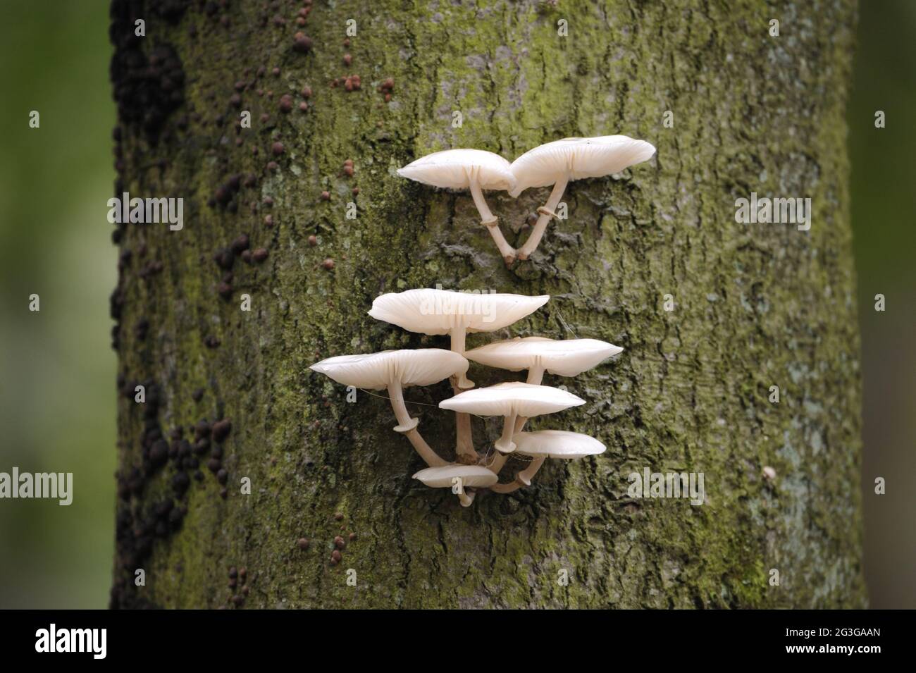 Pilze im Wald, Herbststimmung Stockfoto