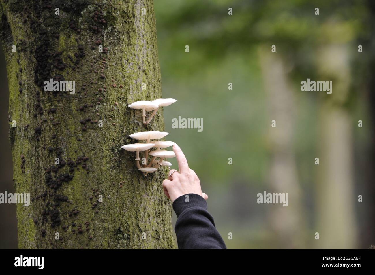 Pilze im Wald, Herbststimmung Stockfoto