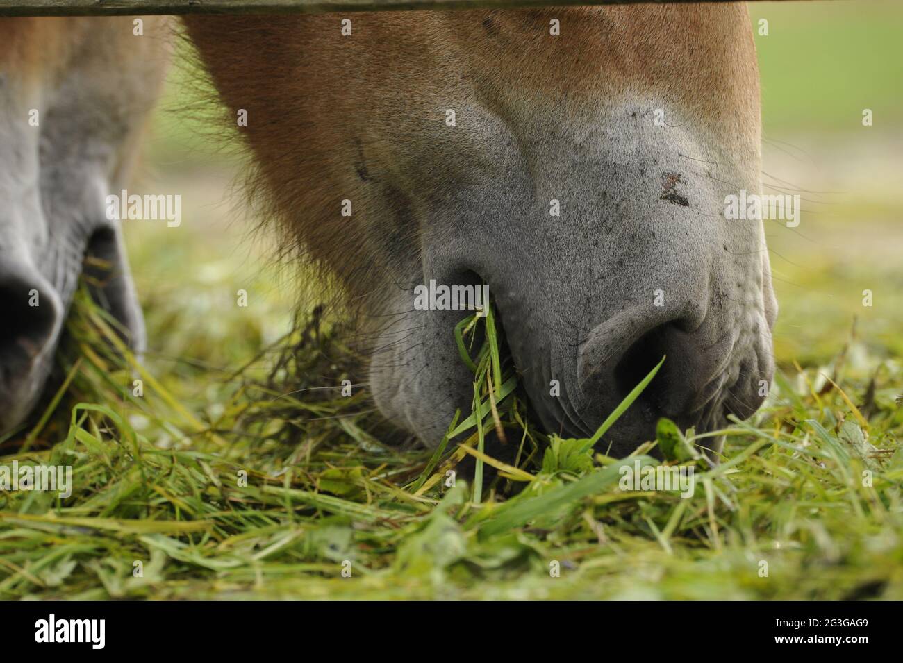 Przewalskis Pferd (Equus ferus przewalskii) Stute mit Fohlen Stockfoto