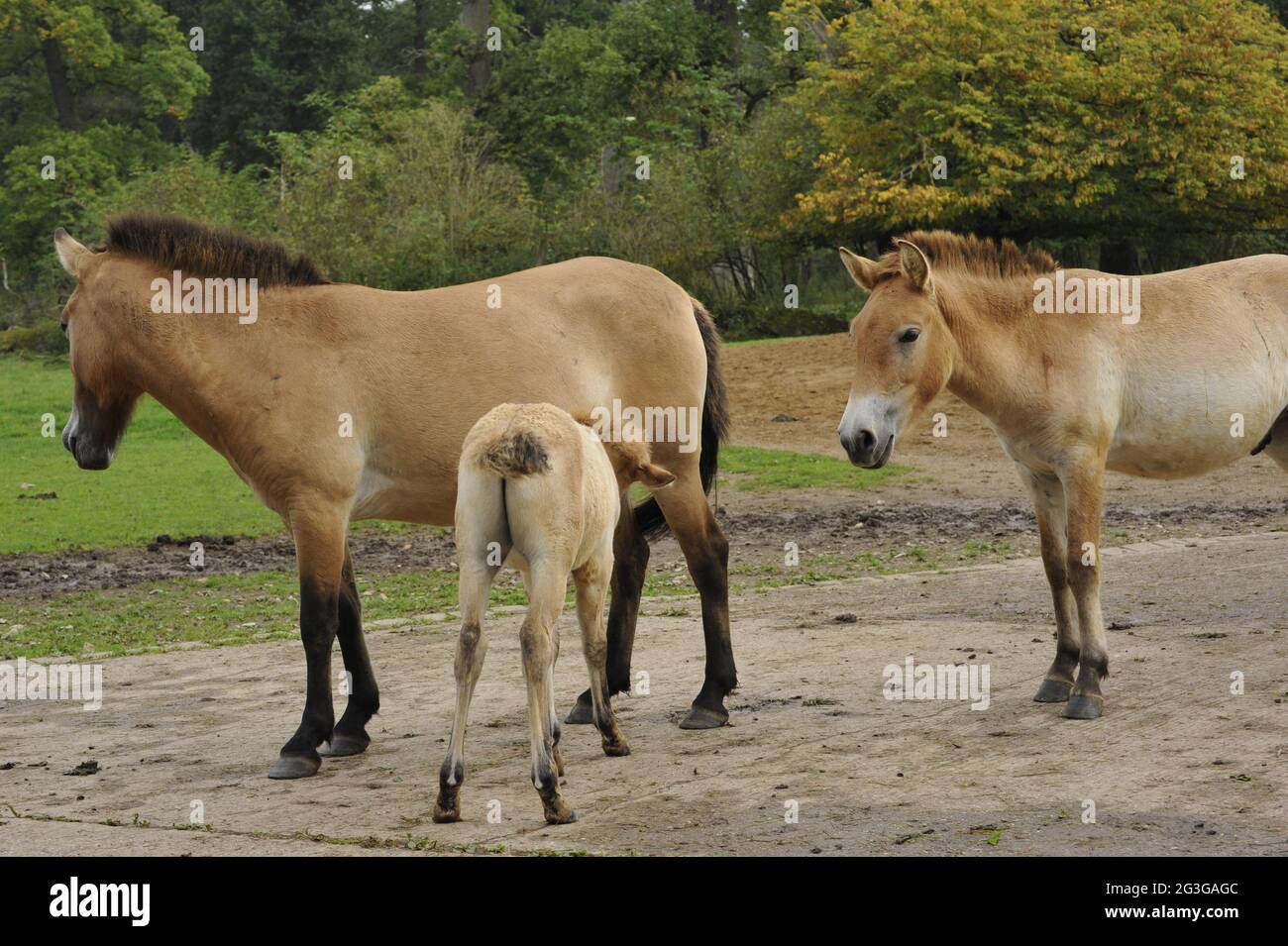 Przewalski-Pferd (Equus ferus przewalskii). Das Pferdefohlen der Przewalski stäubelt von der Stute. Stockfoto