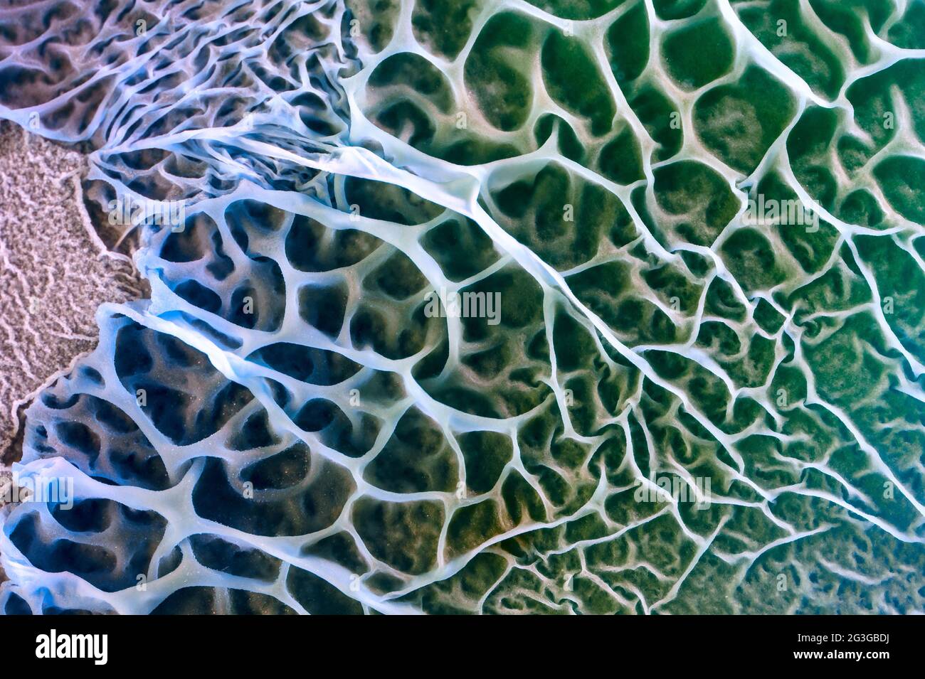 Pilzwachstum auf biologischem Material Mikroskopisches Bild Stockfoto