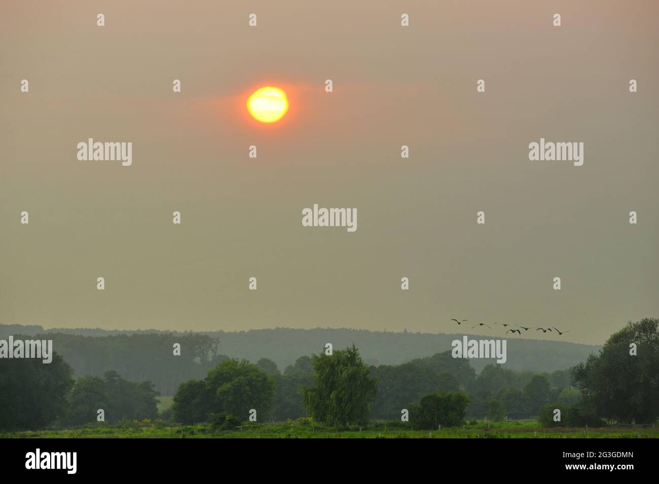 Sonnenuntergang in der Vogelwelt am Steinhuder Meer. Stockfoto