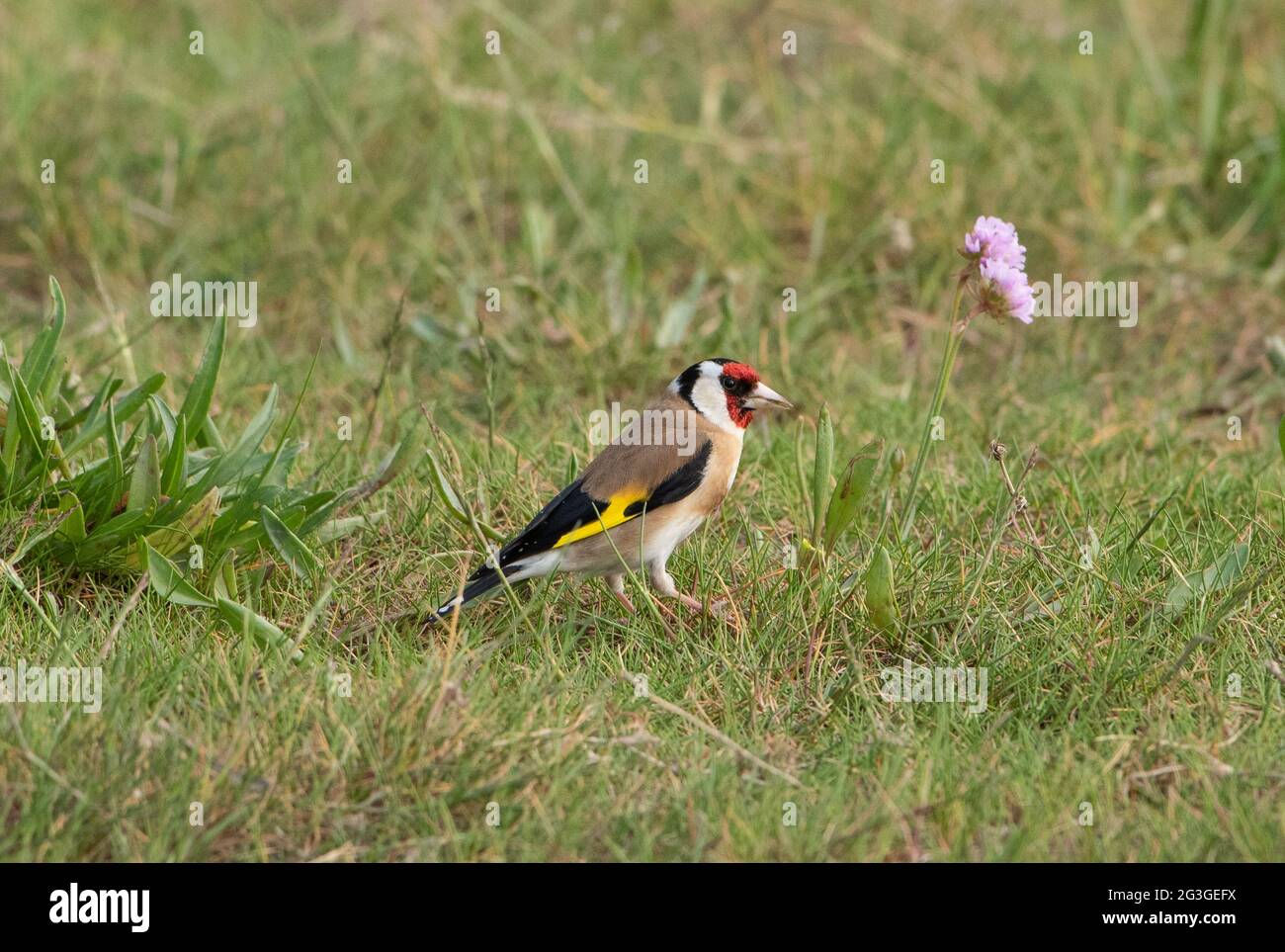 Goldfinch, Arnside, Milnthorpe, Cumbria, Großbritannien Stockfoto