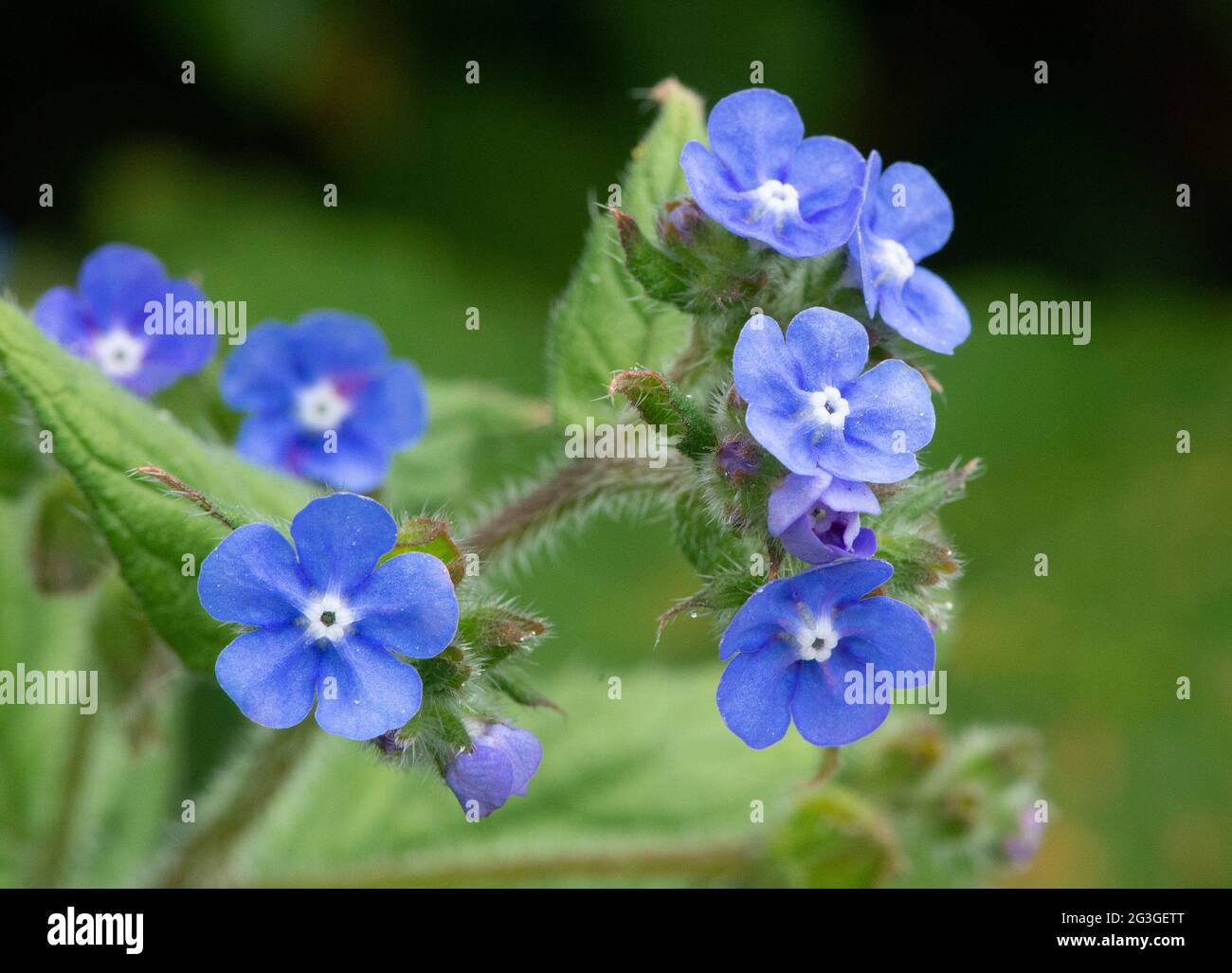 Evergreen bugloss, Arnside, Milnthorpe, Cumbria, Großbritannien Stockfoto