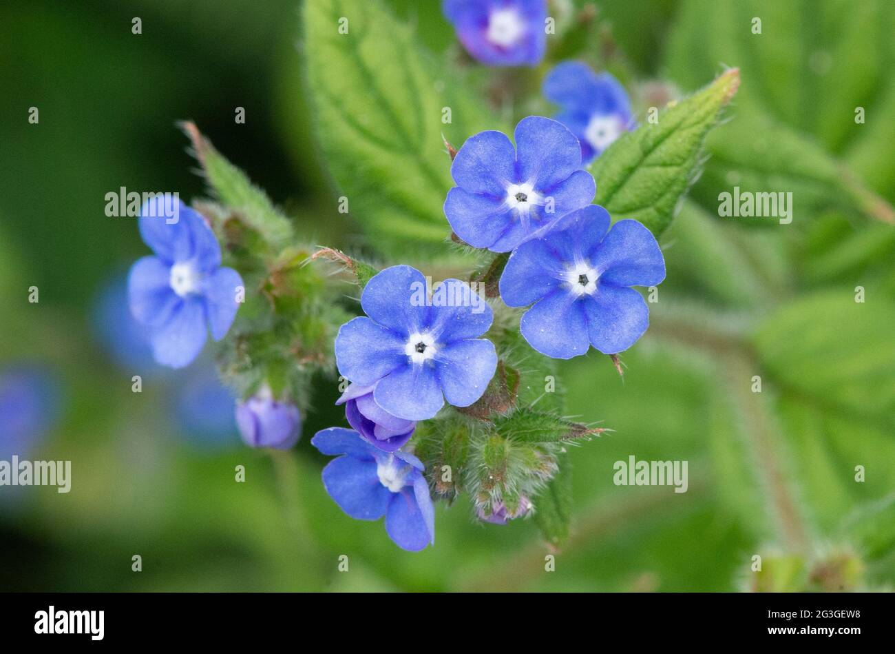 Evergreen bugloss, Arnside, Milnthorpe, Cumbria, Großbritannien Stockfoto