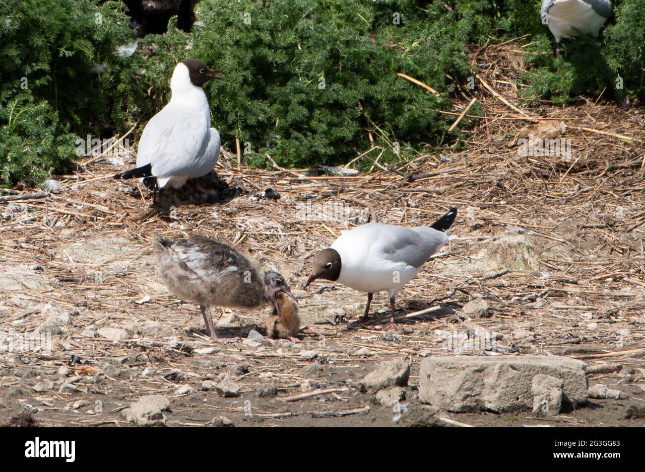 Eine Schwarzkopfmöwe versucht, in einer Nistkolonie in Leighton Moss Natu von RSPB ein kleines Schwarzkopfmöwe-Küken an ihr eigenes Küken zu füttern Stockfoto