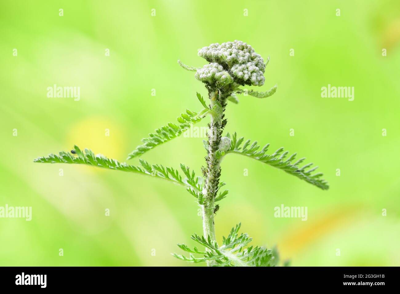 Blattläuse (Schwarzfliege) auf Achillia Terracotta (Yarrow) Pflanze im britischen Garten Stockfoto