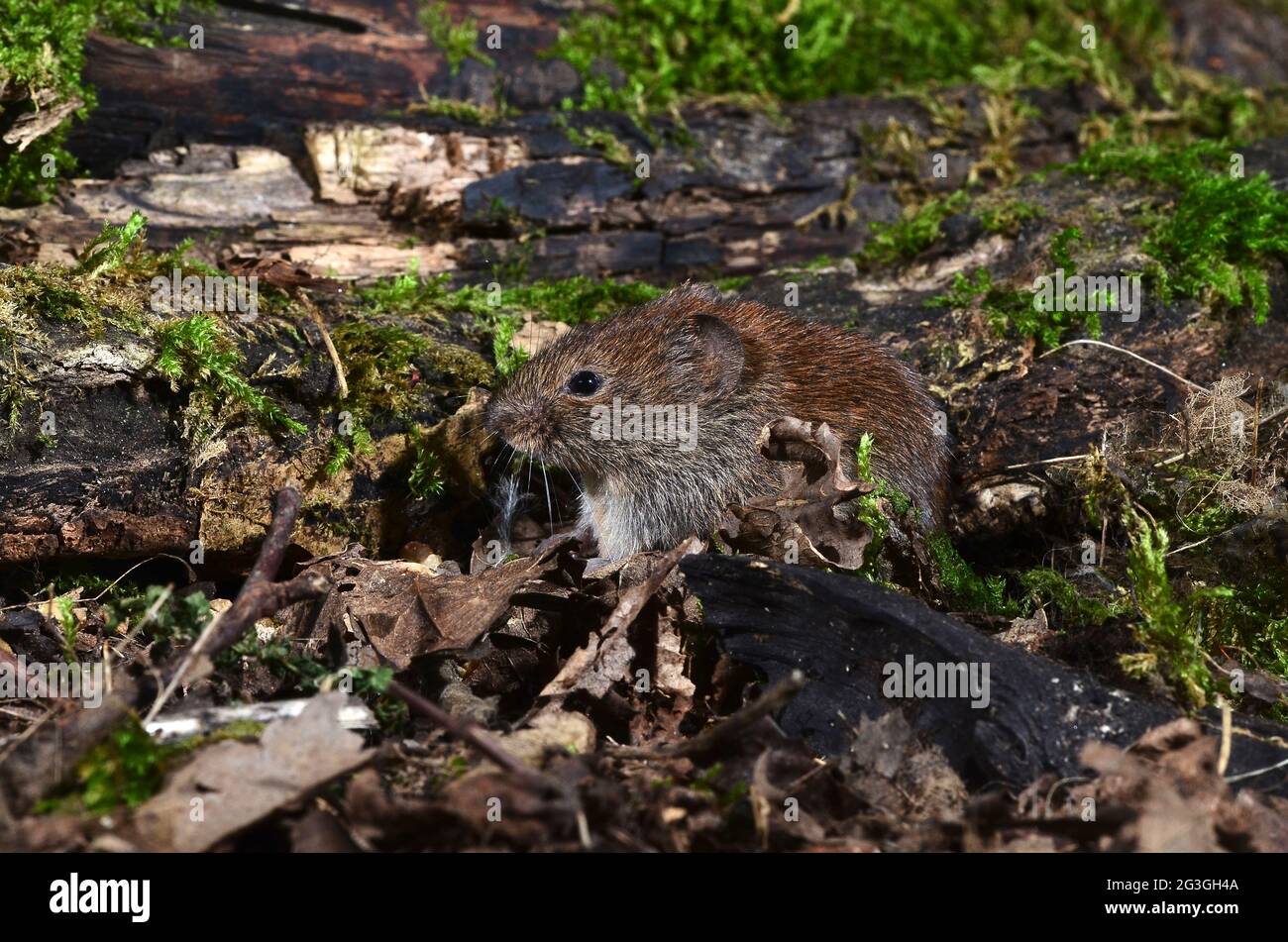 Rötelmaus Stockfoto
