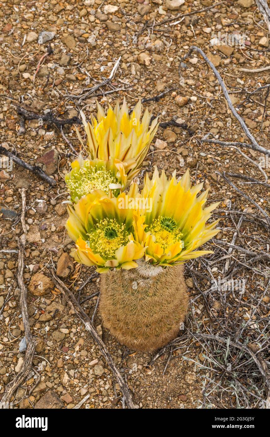 Blühender Texas-Regenbogenkaktus, El Solitario Area, Big Bend Ranch State Park, Texas, USA Stockfoto